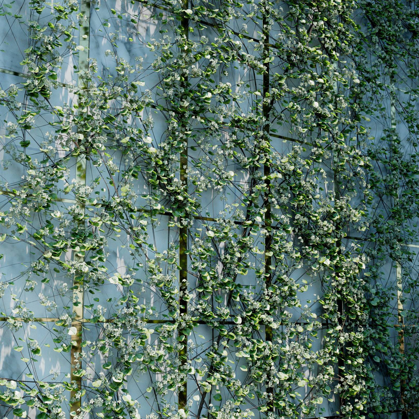 Muehlenbeckia Complexa Ivy Preset